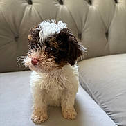 Rosie is registered to the contest to win money with this photo: puppy, dog, curly_fur, white_fur, brown_fur, black_fur, cute, pet, sitting, sofa, couch, indoor, tufted_furniture, small_dog, adorable, animal, companion, curious, young, fluffy