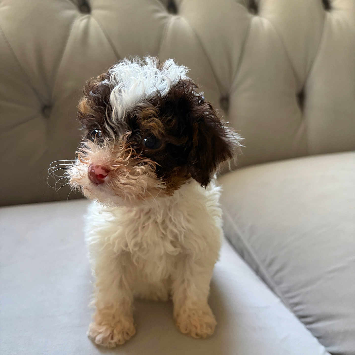 Rosie