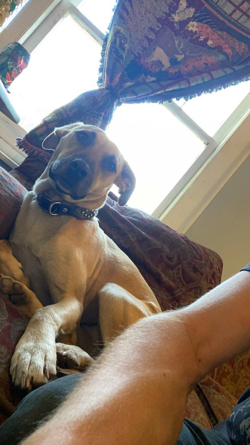 Klondike is registered to the contest to win money with this photo: boxer, canidae, carnivore, collar, comfort, companion_dog, dog, dog_breed, eyewear, fawn, human_leg, liver, mammal, snout, sporting_group, sunglasses, thigh, vertebrate, window, working_animal