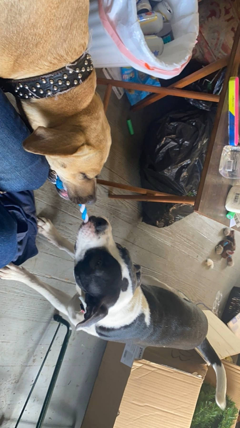 Klondike joined the competition — help win amazing prizes! bag, bracelet, canidae, carnivore, cat, companion_dog, dog, dog_breed, fashion_accessory, felidae, fur, human_leg, jewellery, small_to_medium_sized_cats, sporting_group, tail, thigh, whiskers, wrist