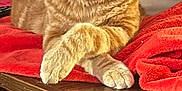 Tigger joined the competition — help win amazing prizes! animal, blanket, cat, close_up, cozy, crossed_paws, cute, domestic_cat, feline, fur, household, indoor, orange_tabby, paws, pet, red_blanket, relaxed, resting, table, wooden_table