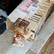 Tigger is registered to the contest to win money with this photo: animal, cardboard_box, carpet, cat, curious, cute, domestic, ears, feline, floor, home, indoor, orange_tabby, paws, peeking, pet, playful, relaxed, resting, whiskers