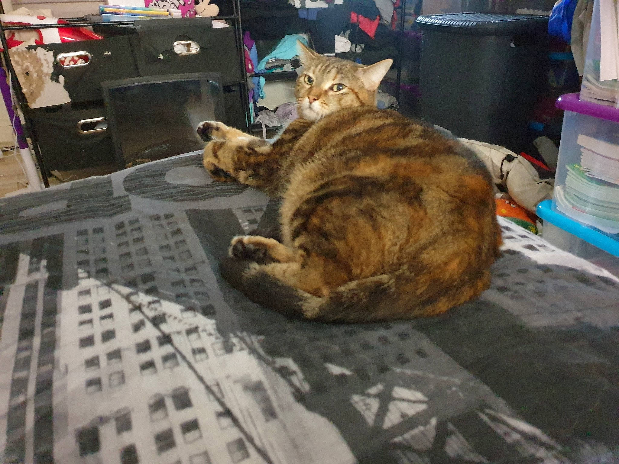 Maya participe au concours pour gagner de l'argent avec cette photo : asian, carnivore, cat, domestic_short_haired_cat, dragon_li, european_shorthair, felidae, fur, paw, small_to_medium_sized_cats, snout, tabby_cat, tail, whiskers