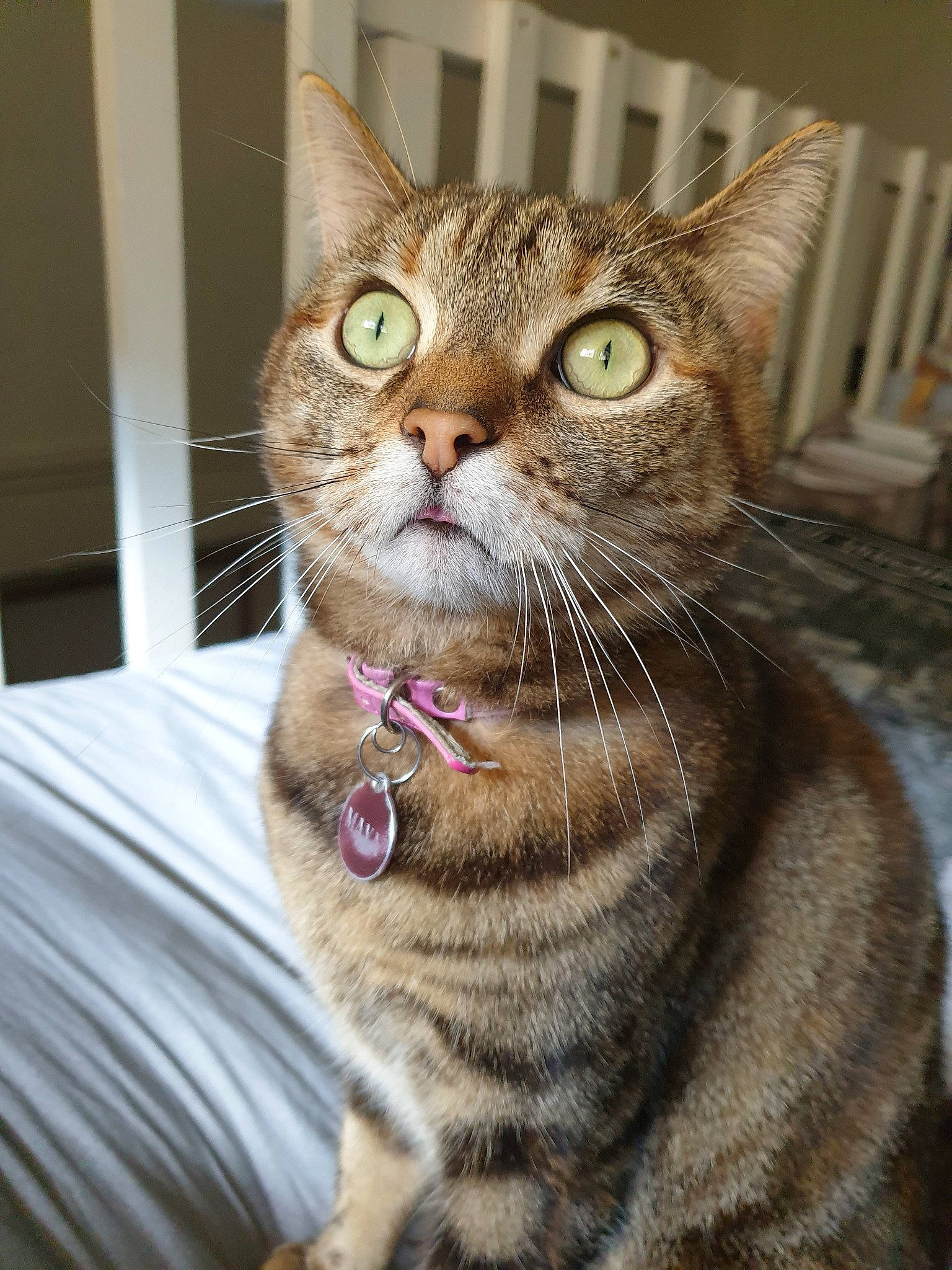 Maya a rejoint le concours — aidez-le/la à gagner de superbes lots ! american_shorthair, american_wirehair, asian, australian_mist, california_spangled, carnivore, cat, domestic_short_haired_cat, dragon_li, european_shorthair, felidae, mammal, ocicat, pixie_bob, small_to_medium_sized_cats, snout, sokoke, tabby_cat, vertebrate, whiskers