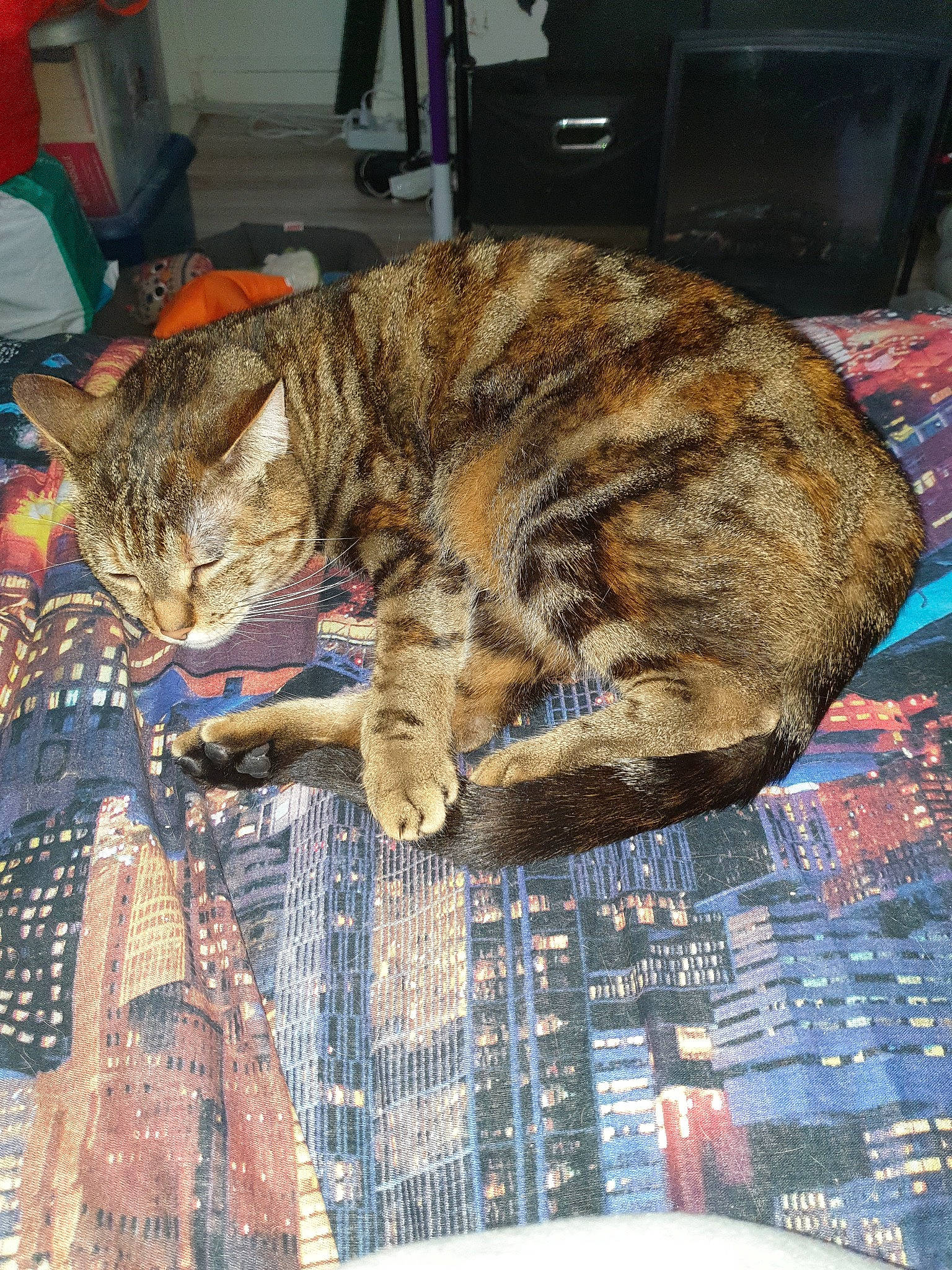 Maya a rejoint le concours — aidez-le/la à gagner de superbes lots ! carnivore, cat, domestic_short_haired_cat, dragon_li, european_shorthair, felidae, fur, ocicat, small_to_medium_sized_cats, tabby_cat, tail, whiskers, wild_cat