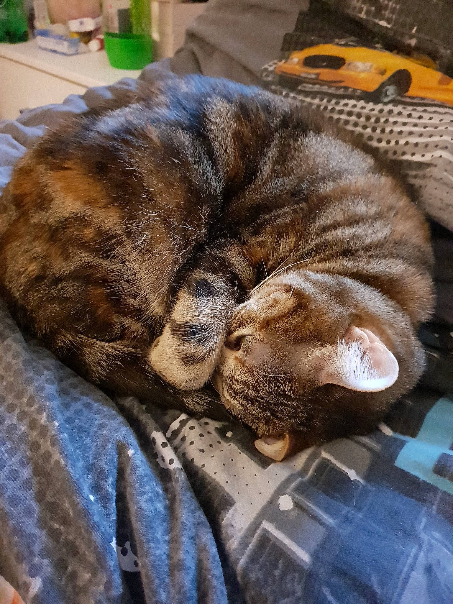 Maya a rejoint le concours — aidez-le/la à gagner de superbes lots ! american_shorthair, carnivore, cat, domestic_short_haired_cat, dragon_li, european_shorthair, fawn, felidae, fur, nap, sleep, small_to_medium_sized_cats, snout, tabby_cat, whiskers