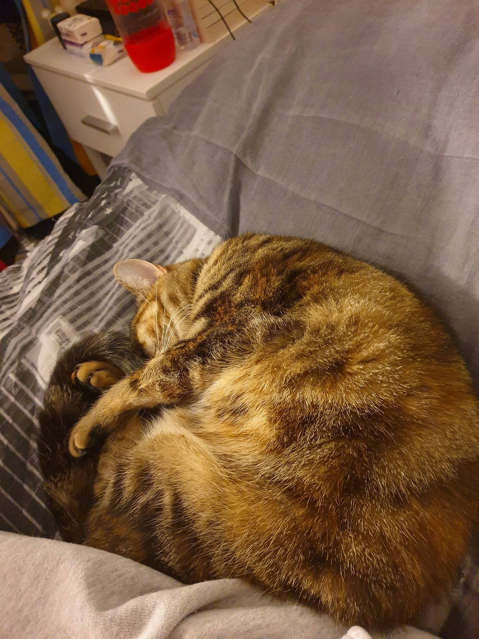 Maya participe au concours pour gagner de l'argent avec cette photo : american_shorthair, asian, bed, carnivore, cat, domestic_short_haired_cat, dragon_li, ear, european_shorthair, felidae, fur, furniture, kitten, nap, sleep, small_to_medium_sized_cats, tabby_cat, whiskers, wild_cat