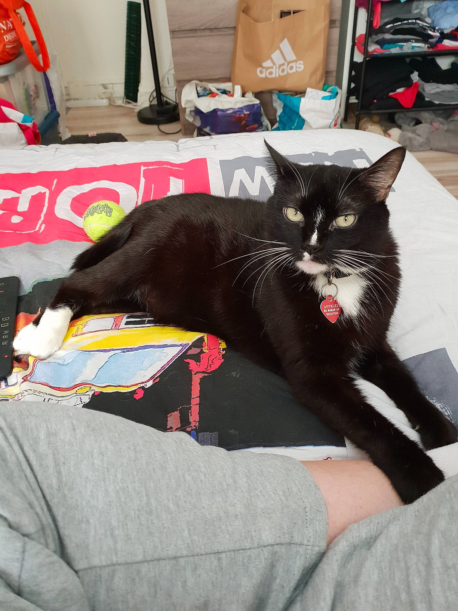 Mabelle a rejoint le concours — aidez-le/la à gagner de superbes lots ! asian, bed, black, black_cat, carnivore, cat, domestic_short_haired_cat, felidae, furniture, room, small_to_medium_sized_cats, tail, whiskers