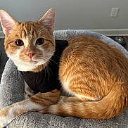 Boots is registered to the contest to win money with this photo: animal, black_shirt, cat, comfort, cozy, curious, cute, domestic, feline, fur, home, indoor, looking_at_camera, orange_tabby, pet_bed, relaxed, resting, soft_texture, tail, whiskers