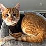 animal, black_shirt, cat, comfort, cozy, curious, cute, domestic, feline, fur, home, indoor, looking_at_camera, orange_tabby, pet_bed, relaxed, resting, soft_texture, tail, whiskers
