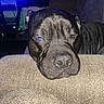 Rocko is registered to the contest to win money with this photo: animal, black_dog, blue_reflection, canine, close_up, couch, cozy, dog, domestic_animal, face, fur, head_resting, home, indoor, one_eye, pet, relaxed, resting, sleepy, snout