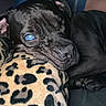 animal, black_dog, blanket, blue_eye, close_up, companion, cozy, dog, ear, face, fur, indoors, leopard_print, mammal, paw, pet, relaxed, resting, sleepy, snout