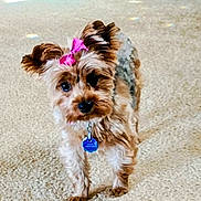 Penelope Rose joined the competition — help win amazing prizes! dog, small_dog, pet, indoor, carpet, bow, pink_bow, fur, cute, animal, canine, collar, tag, standing, looking, eyes, ears, home, floor, adorable