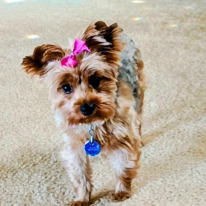 Penelope Rose joined the competition — help win amazing prizes! dog, small_dog, pet, indoor, carpet, bow, pink_bow, fur, cute, animal, canine, collar, tag, standing, looking, eyes, ears, home, floor, adorable