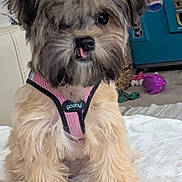 Tilly joined the competition — help win amazing prizes! dog, puppy, fluffy, pink_harness, pet, indoor, blanket, toy, tongue_out, cute, small_dog, fur, animal, sitting, front_legs, close_up, home, carpet, playful, domestic