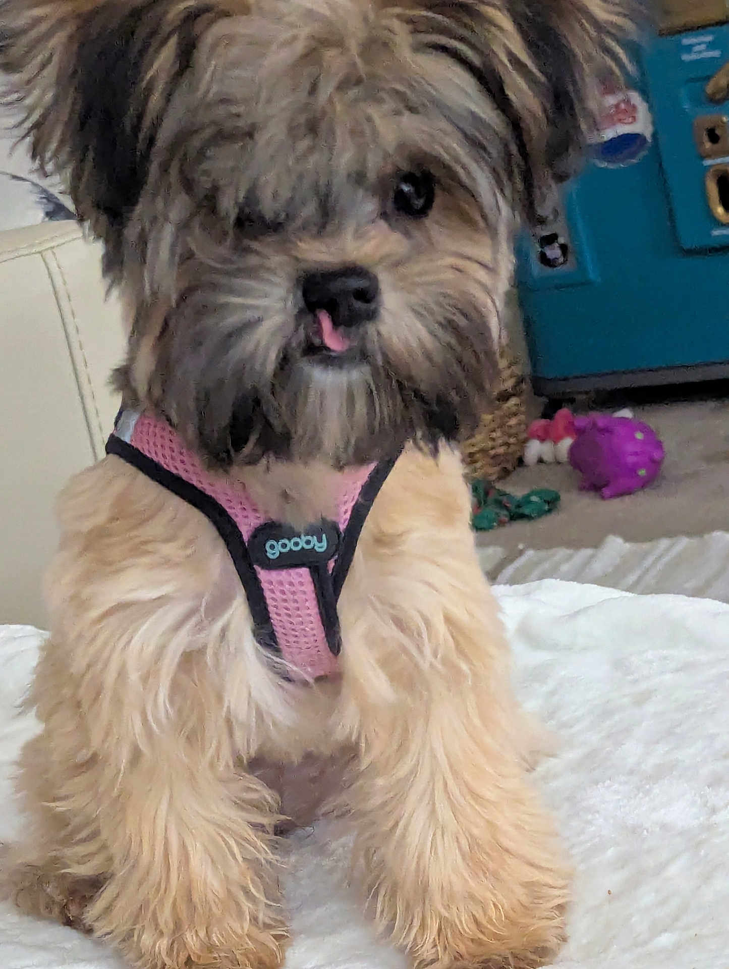 Tilly joined the competition — help win amazing prizes! dog, puppy, fluffy, pink_harness, pet, indoor, blanket, toy, tongue_out, cute, small_dog, fur, animal, sitting, front_legs, close_up, home, carpet, playful, domestic