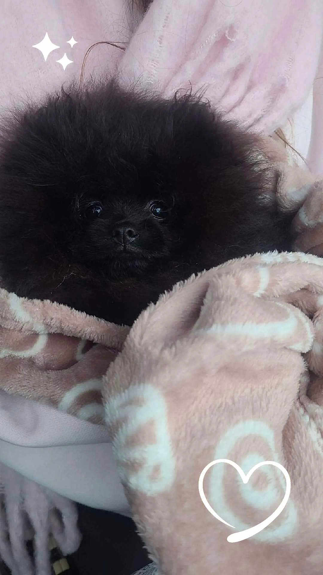 Milo a rejoint le concours — aidez-le/la à gagner de superbes lots ! dog, black_dog, fluffy, blanket, pink, cozy, cute, pet, fur, animal, indoors, warm, soft, snuggled, heart_doodle, sparkles, closeup, small_dog, adorable, comfort