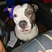 Margarita joined the competition — help win amazing prizes! dog, party_hat, pet, indoor, close_up, animal, curious, brown_and_white, furniture, couch, fabric, floor, blanket, paper, human_leg, party, celebration, domestic, mammal, companion