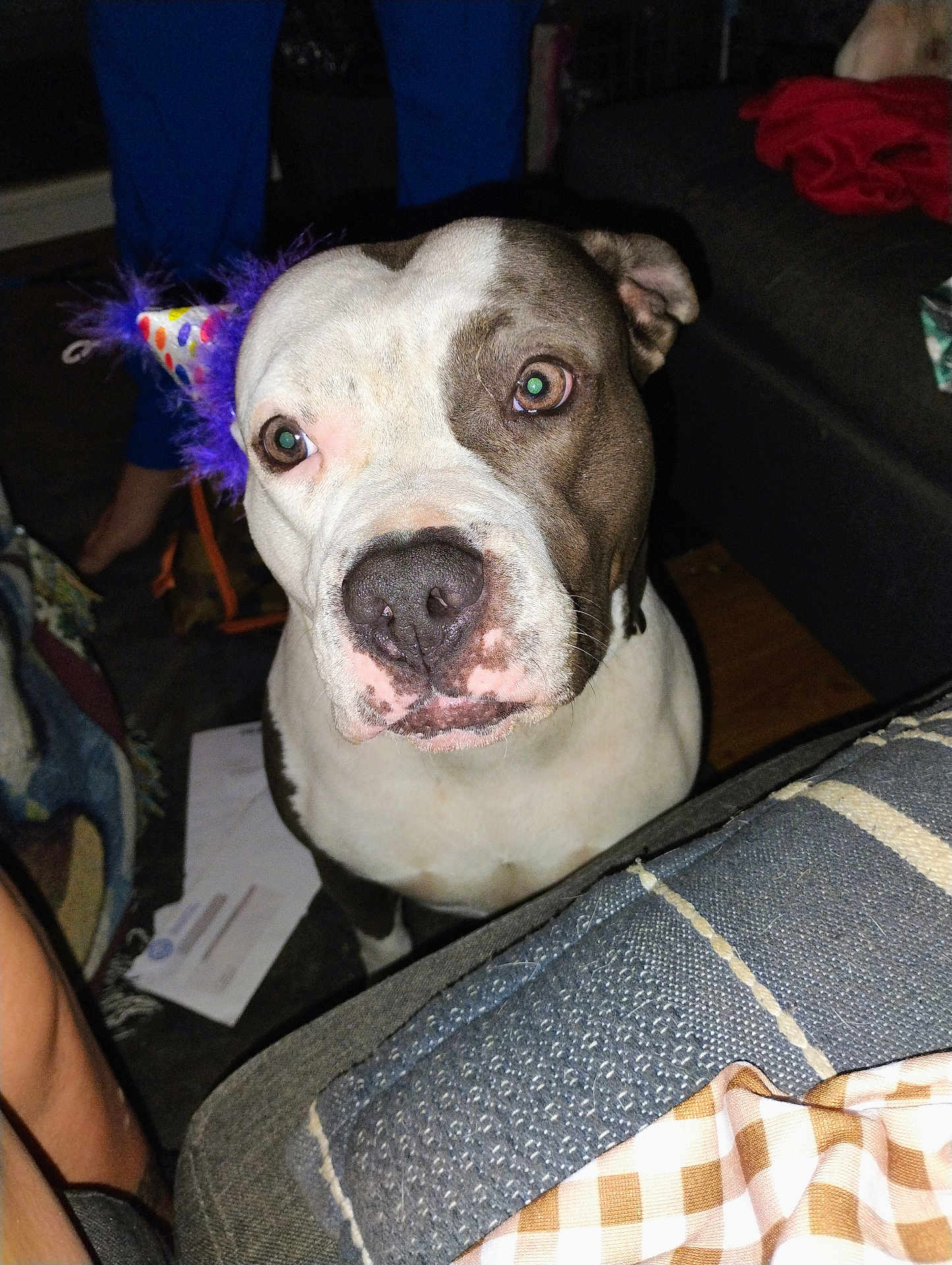 Margarita joined the competition — help win amazing prizes! dog, party_hat, pet, indoor, close_up, animal, curious, brown_and_white, furniture, couch, fabric, floor, blanket, paper, human_leg, party, celebration, domestic, mammal, companion