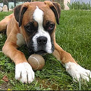 Jeyco participe au concours pour gagner de l'argent avec cette photo : dog, tennis_ball, grass, outdoor, pet, brown, white, paws, playful, animal, canine, closeup, laying, nature, young_dog, ears, snout, fur, garden, resting