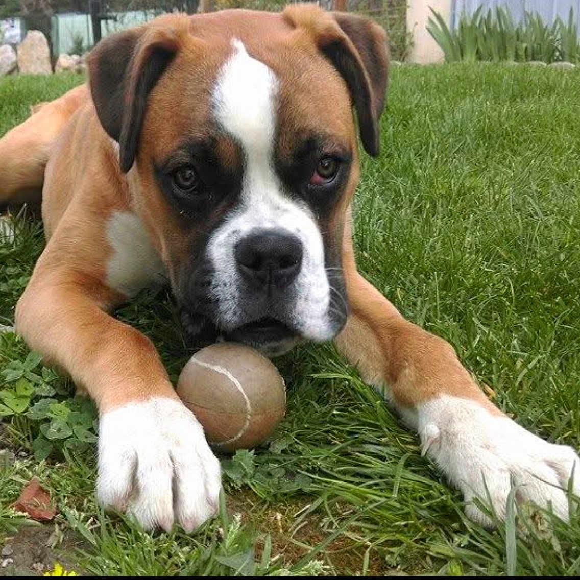 Jeyco participe au concours pour gagner de l'argent avec cette photo : dog, tennis_ball, grass, outdoor, pet, brown, white, paws, playful, animal, canine, closeup, laying, nature, young_dog, ears, snout, fur, garden, resting
