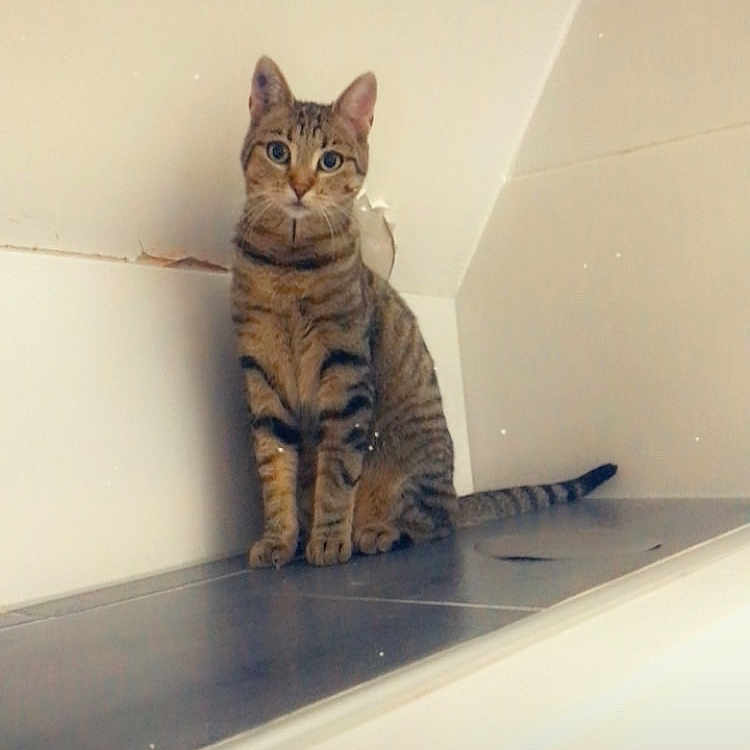 Ruby a rejoint le concours — aidez-le/la à gagner de superbes lots ! alert, animal, cat, curious, cute, domestic, ears, feline, heart_emoji, indoor, ledge, looking, pet, sitting, striped, tabby, tail, wall, whiskers, young