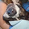 Koda is registered to the contest to win money with this photo: dog, brindle, close_up, resting, sleeping, nose, paw, person, arm, blanket, blue, shirt, fabric, indoor, cozy, pet, animal, snout, fur, relaxed