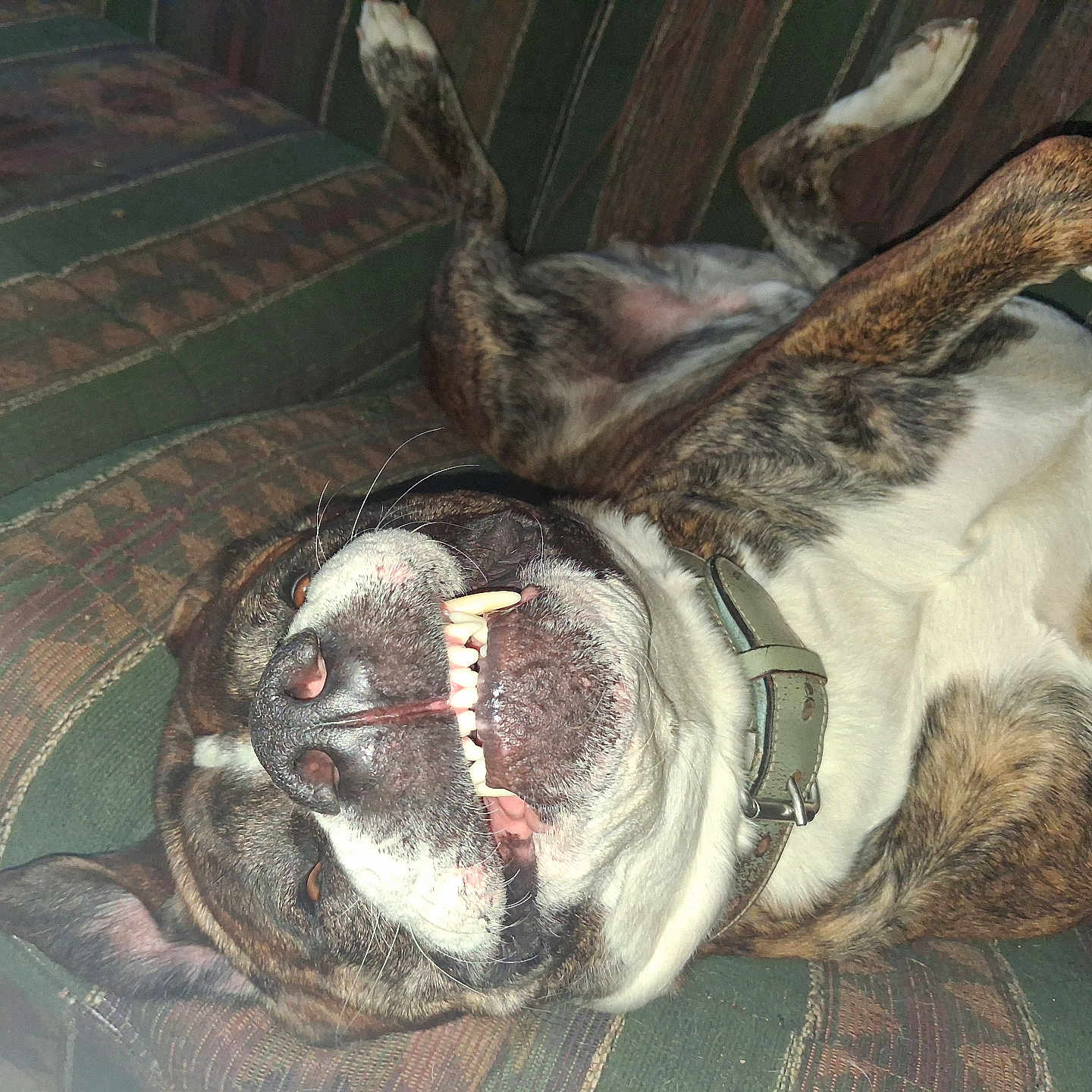 Koda