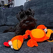 Johnny Cash joined the competition — help win amazing prizes! dog, black_dog, small_dog, schnauzer, pet, animal, portrait, sitting, sofa, couch, stuffed_toy, plush_toy, orange_toy, indoor, living_room, furniture, beard, fluffy, companion, playful