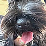 dog, black_dog, shaggy_dog, close_up, portrait, nose, tongue, panting, fur, long_hair, beard, whiskers, collar, pet, animal, indoors, playful, funny, black_fur, camera_facing