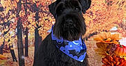Johnny Cash is registered to the contest to win money with this photo: dog, schnauzer, black_dog, pet, portrait, autumn, fall, orange_leaves, forest, hay, straw, pumpkins, flowers, sunflowers, bandana, costume, halloween, outdoor, sitting, animal_portrait