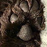 Johnny Cash is registered to the contest to win money with this photo: dog, paw, paw_pads, black_dog, fur, close_up, macro, animal, pet, canine, dark, brown, texture, soft, limb, toes, pads, portrait, indoor, photography