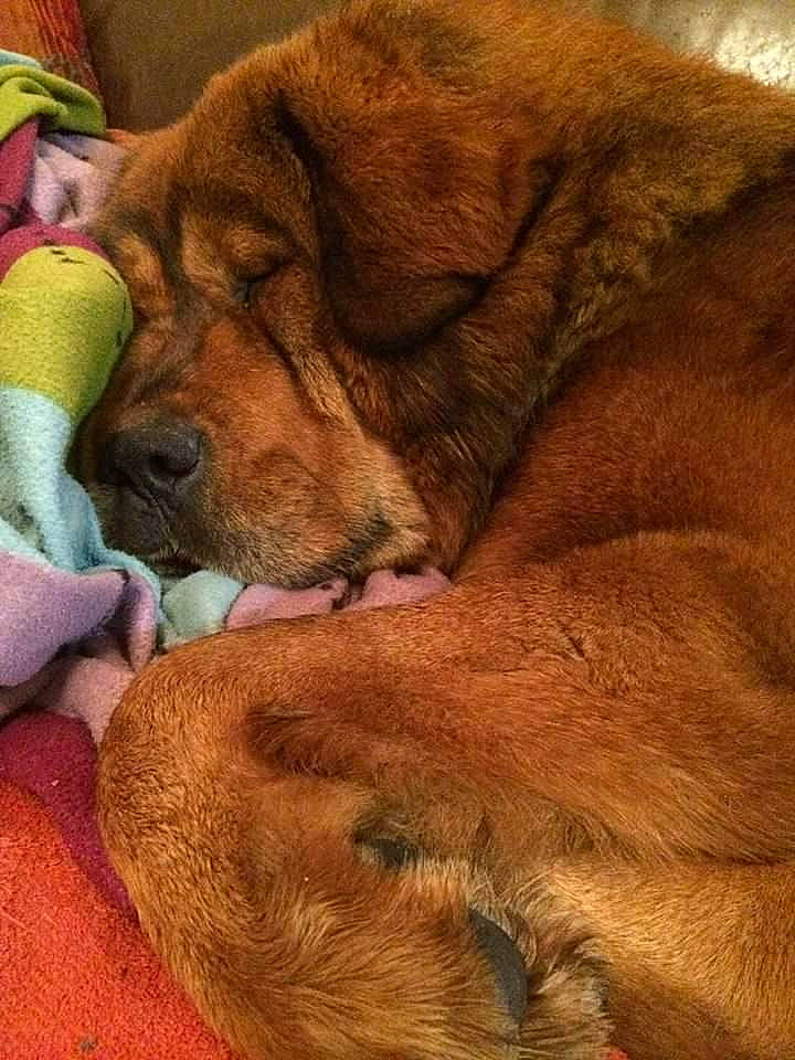 Irko participe au concours pour gagner de l'argent avec cette photo : canidae, carnivore, companion_dog, dog, dog_breed, fur, mammal, nap, puppy_love, sleep, snout, sporting_group