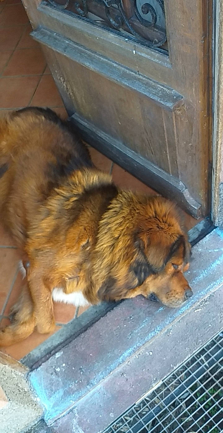 Irko a rejoint le concours — aidez-le/la à gagner de superbes lots ! canidae, carnivore, caucasian_shepherd_dog, chow_chow, dog, dog_breed, leonberger, mammal, sporting_group, street_dog