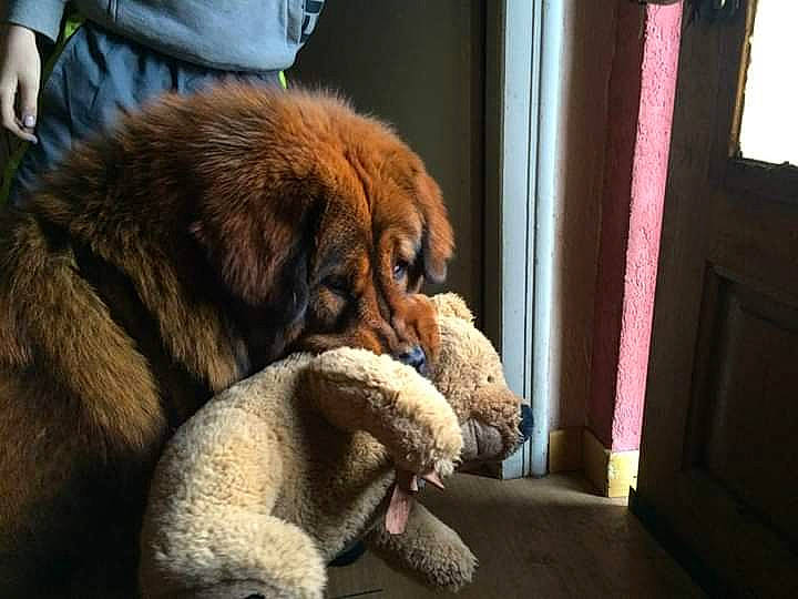 Irko a rejoint le concours — aidez-le/la à gagner de superbes lots ! canidae, carnivore, dog, dog_breed, fur, leonberger, mammal, snout, sporting_group, vertebrate