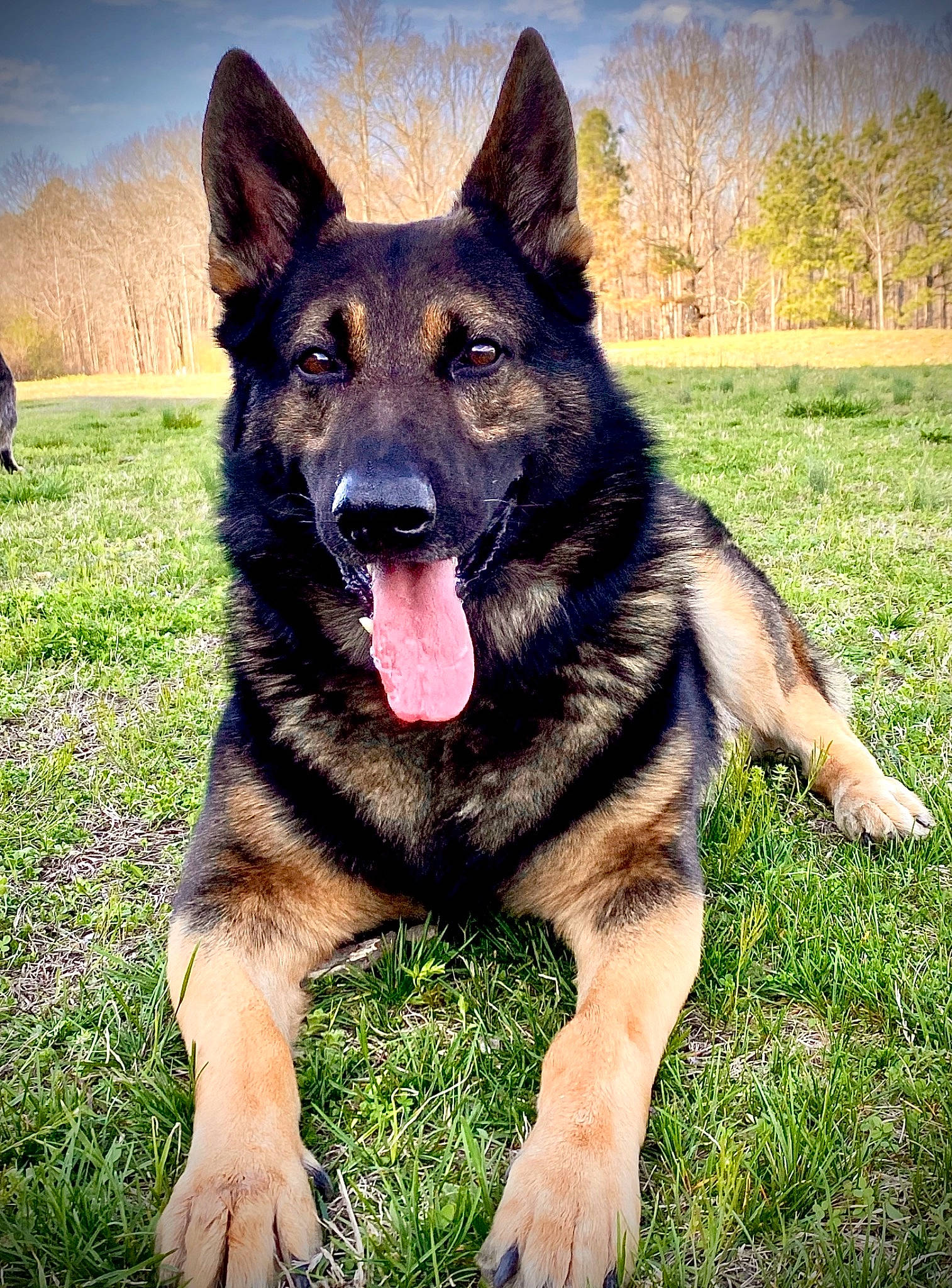 Apollo is registered to the contest to win money with this photo: canidae, carnivore, companion_dog, dog, dog_breed, east_european_shepherd, fawn, german_shepherd_dog, grass, guard_dog, herding_dog, king_shepherd, old_german_shepherd_dog, plant, sky, snout, sporting_group, tree, working_animal, working_dog