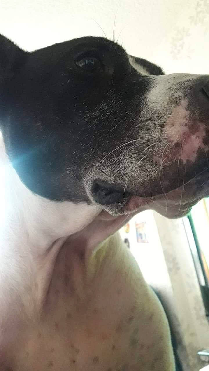 Bipo participe au concours pour gagner de l'argent avec cette photo : borador, canidae, carnivore, collar, companion_dog, dog, dog_breed, dog_collar, ear, eye, fawn, fur, gesture, great_dane, guard_dog, jaw, snout, sporting_group, whiskers, working_animal