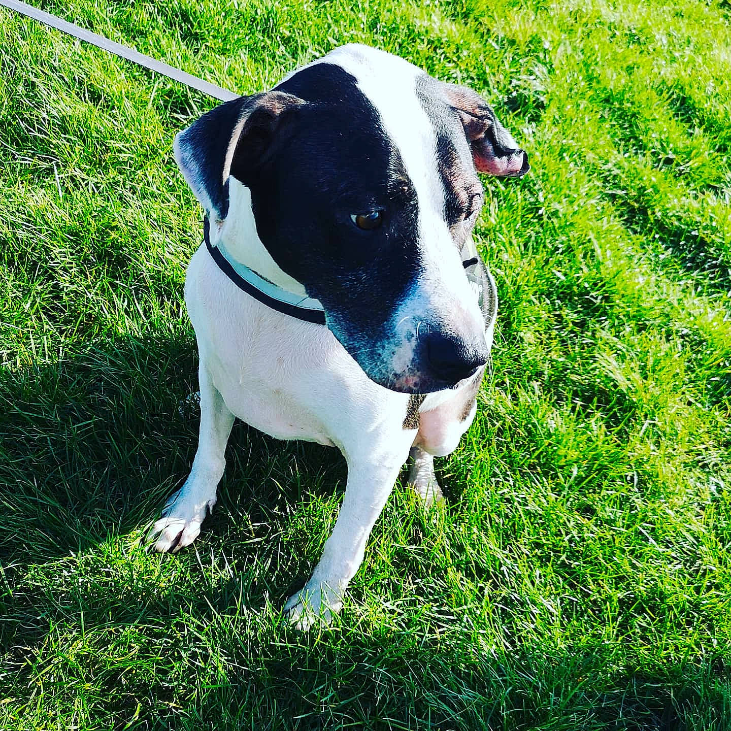 Bipo a rejoint le concours — aidez-le/la à gagner de superbes lots ! canidae, carnivore, collar, companion_dog, dog, dog_breed, dog_collar, dog_supply, fashion_accessory, fawn, grass, groundcover, people_in_nature, plant, sporting_group, tail, tree, whiskers, working_animal, working_dog