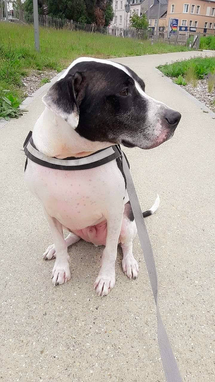 Bipo participe au concours pour gagner de l'argent avec cette photo : carnivore, collar, companion_dog, dog, dog_breed, dog_collar, dog_supply, fawn, leash, metal, paw, pet_supply, plant, road_surface, snout, sporting_group, tail, windshield, working_animal, working_dog