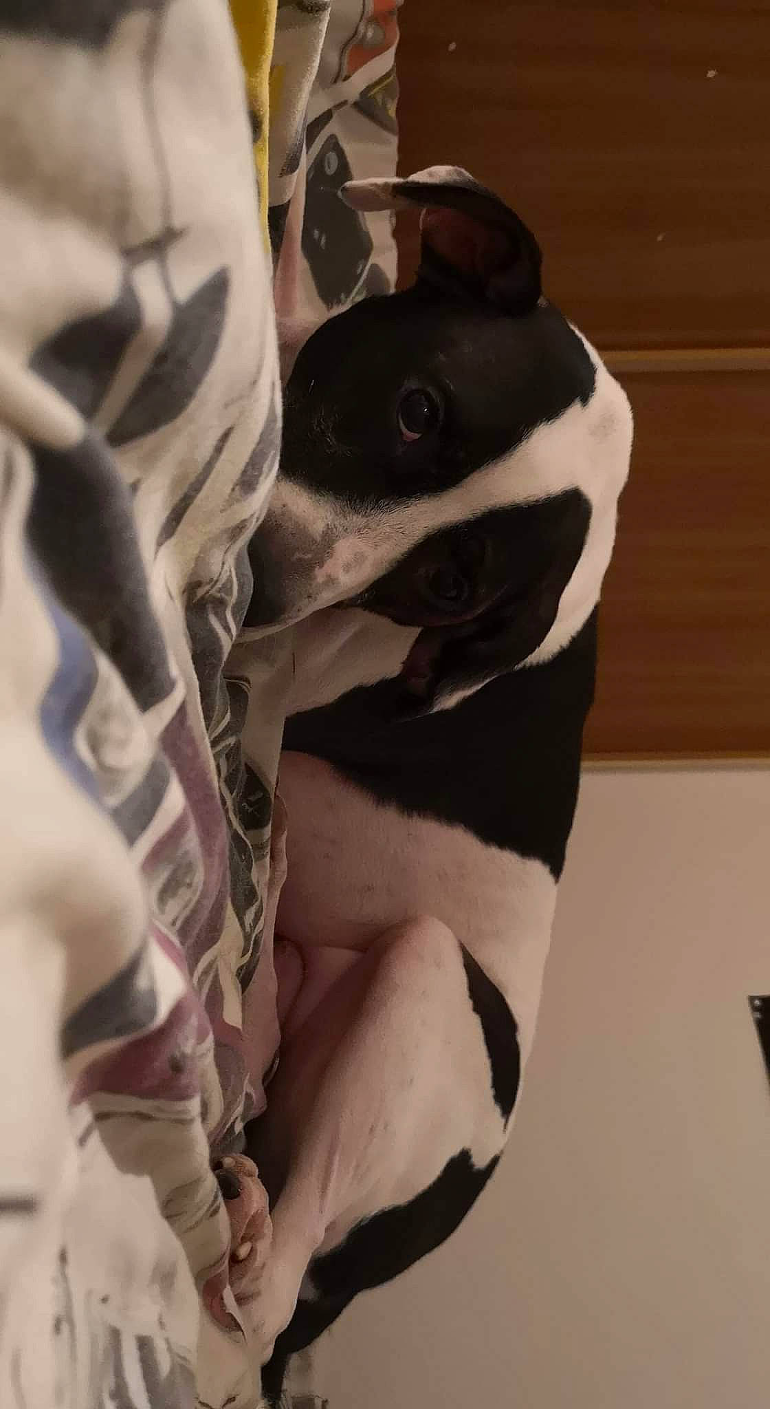 Bipo a rejoint le concours — aidez-le/la à gagner de superbes lots ! canidae, carnivore, comfort, companion_dog, dog, dog_breed, ear, eye, fawn, human_leg, jaw, knee, linens, monochrome_photography, snout, sporting_group, toy, toy_dog, whiskers, working_animal