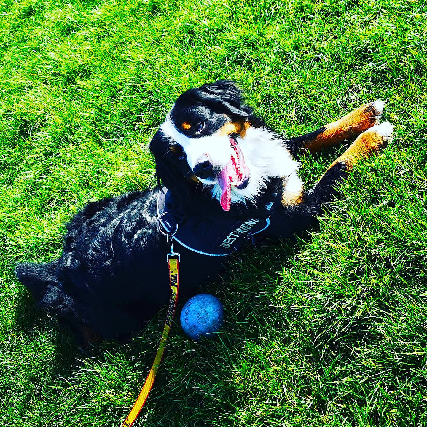 Ocarina participe au concours pour gagner de l'argent avec cette photo : canidae, carnivore, companion_dog, dog, dog_breed, dog_supply, fur, grass, grassland, groundcover, hat, lawn, people_in_nature, snout, sporting_group, tail, terrestrial_animal, vertebrate, water_dog, working_animal