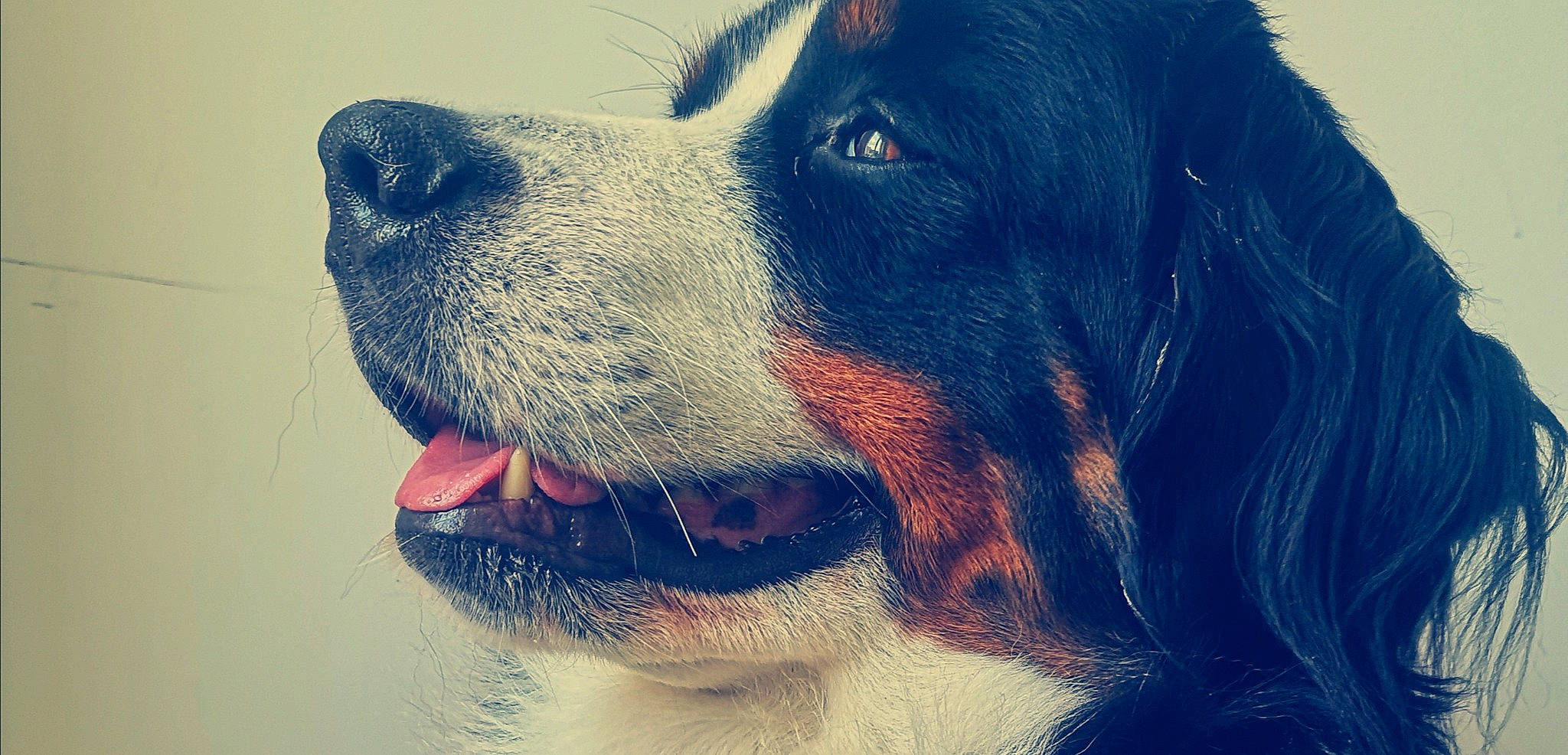 Ocarina a rejoint le concours — aidez-le/la à gagner de superbes lots ! canidae, carnivore, close_up, companion_dog, dog, dog_breed, ear, electric_blue, fur, giant_dog_breed, happy, iris, jaw, liver, retriever, snout, sporting_group, whiskers, working_animal, working_dog