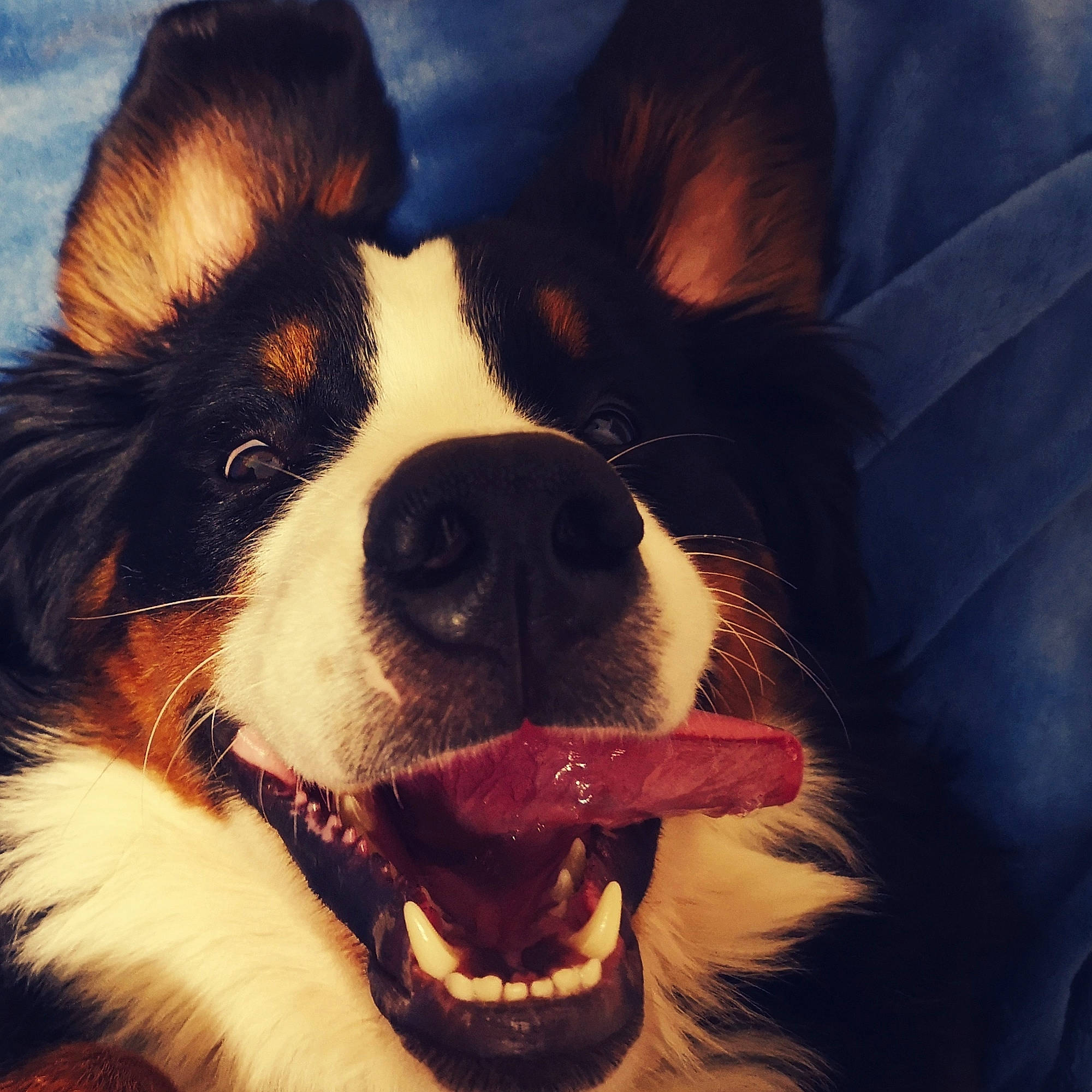 Ocarina a rejoint le concours — aidez-le/la à gagner de superbes lots ! art, canidae, carnivore, cloud, companion_dog, dog, dog_breed, dog_collar, eyewear, fawn, fur, happy, herding_dog, puppy_love, sky, sporting_group, square, vision_care, whiskers, working_animal