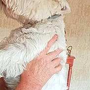 Nappy participe au concours pour gagner de l'argent avec cette photo : animal_product, carnivore, comfort, companion_dog, dog, dog_breed, fashion_accessory, fashion_design, fur, fur_clothing, natural_material, sleeve, small_terrier, sporting_group, tail, terrier, toy_dog