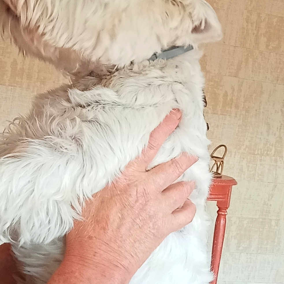 Nappy participe au concours pour gagner de l'argent avec cette photo : animal_product, carnivore, comfort, companion_dog, dog, dog_breed, fashion_accessory, fashion_design, fur, fur_clothing, natural_material, sleeve, small_terrier, sporting_group, tail, terrier, toy_dog