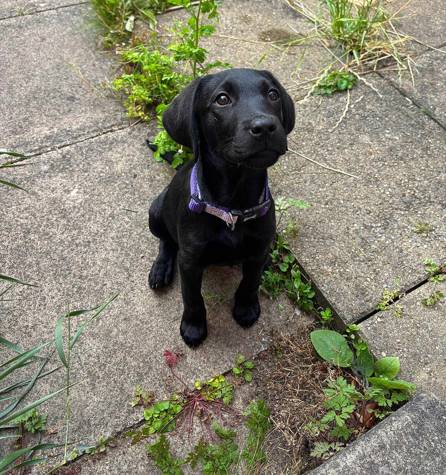 Nala