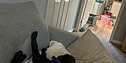 Nala is registered to the contest to win money with this photo: black_dog, blanket, carpet, collar, couch, cozy, dog, domestic, door, floor, furniture, hallway, home, indoor, kitchen, pet, pillow, relaxing, resting, sleeping