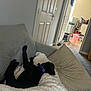 black_dog, blanket, carpet, collar, couch, cozy, dog, domestic, door, floor, furniture, hallway, home, indoor, kitchen, pet, pillow, relaxing, resting, sleeping