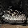 Nala joined the competition — help win amazing prizes! animal, bed, blanket, cage, carpet, comfort, cozy, crate, dark, dog, fur, furniture, home, indoor, metal, pet, plaid, quiet, resting, sleeping