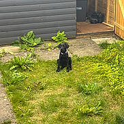 Nala joined the competition — help win amazing prizes! backyard, black_dog, calm, collar, concrete, daylight, dog, garden, grass, greenery, nature, open_door, outdoor, pet, plants, puppy, shed, sitting, small_dog, yard